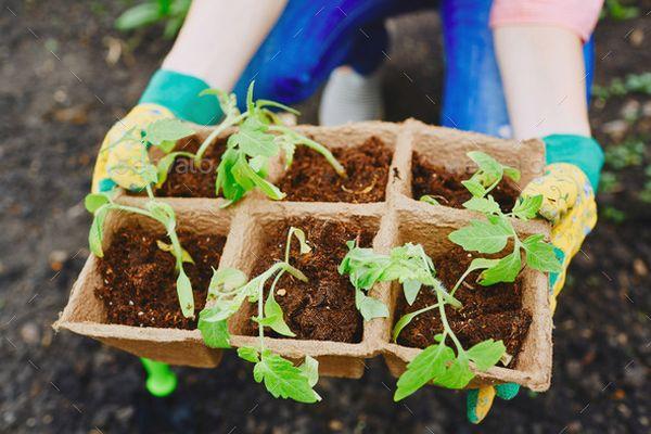 ต้นกล้ามะเขือเทศ