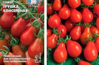 เมล็ดมะเขือเทศ