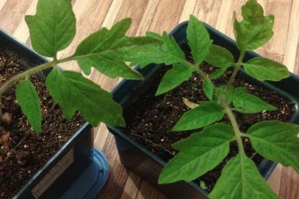 Pousses de tomates