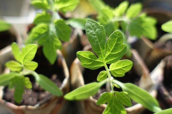 Pousses de tomates