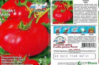 ลักษณะของมะเขือเทศ