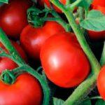 มะเขือเทศอิมพาลา