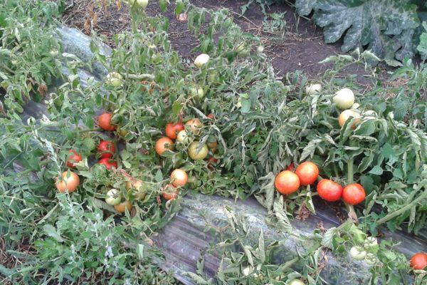 Tomates à croissance lente