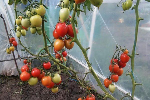 Tomates en serre