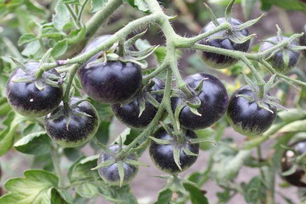 Tomates noires
