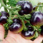 Une brosse de tomates