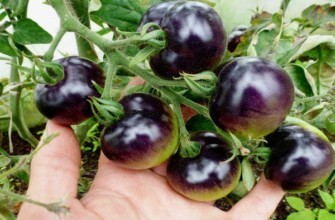 แปรงมะเขือเทศ