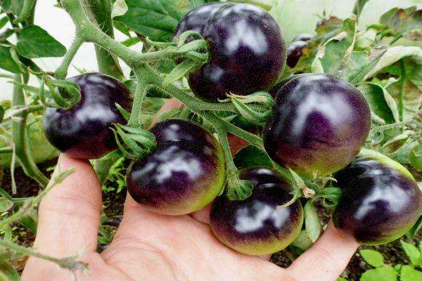 Une brosse de tomates