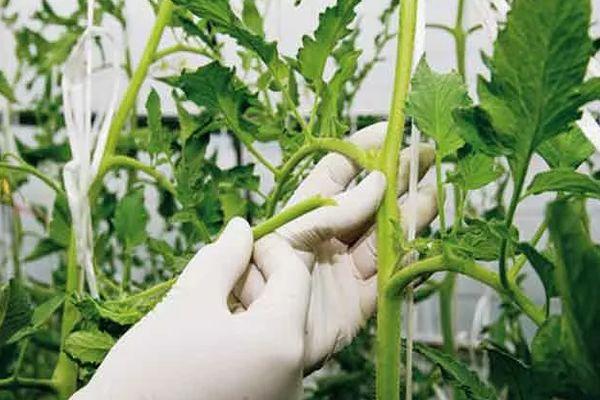 การเด็ดยอดด้านข้างของมะเขือเทศ