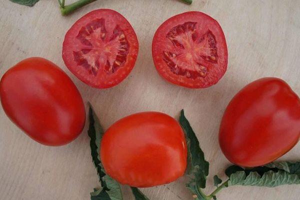 มะเขือเทศอินดิโอ