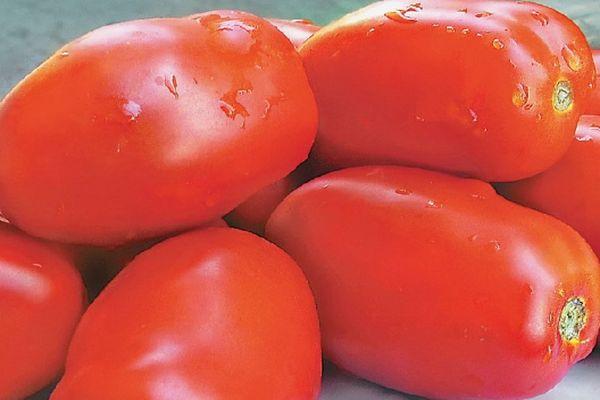 Fruits de tomate