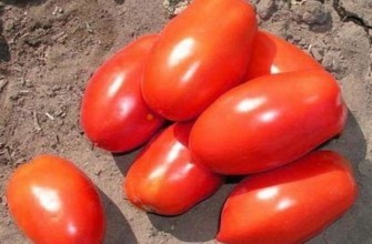 มะเขือเทศอินคัส