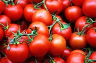 การเก็บเกี่ยวมะเขือเทศ