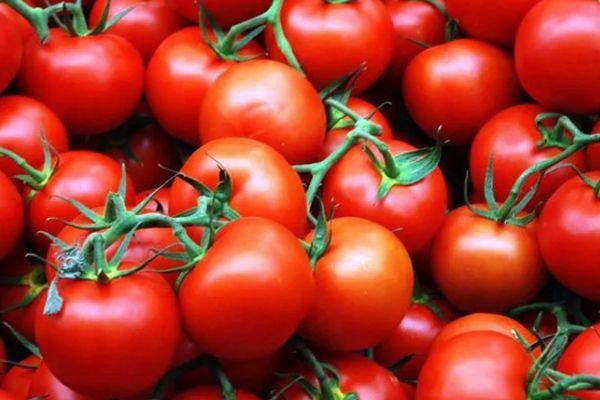 การเก็บเกี่ยวมะเขือเทศ