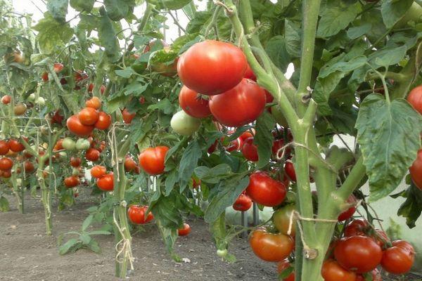 มะเขือเทศไอริชก้า