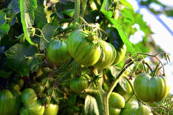 มะเขือเทศสีเขียว