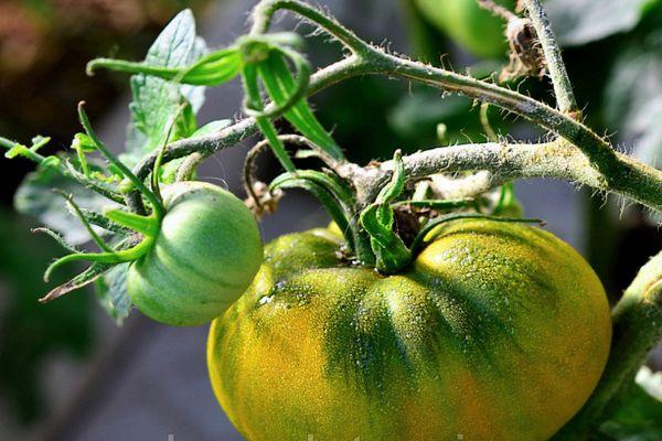 ผลไม้รวม