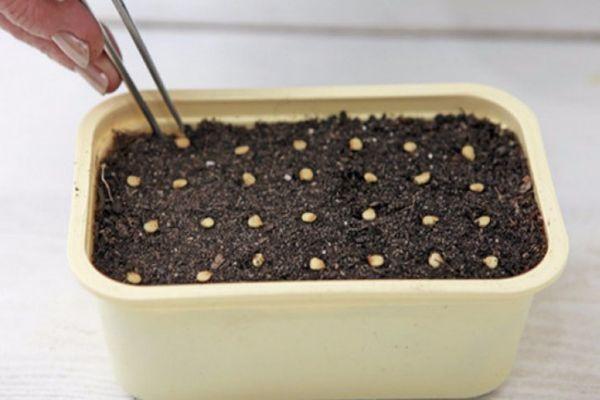 การหว่านเมล็ดพันธุ์