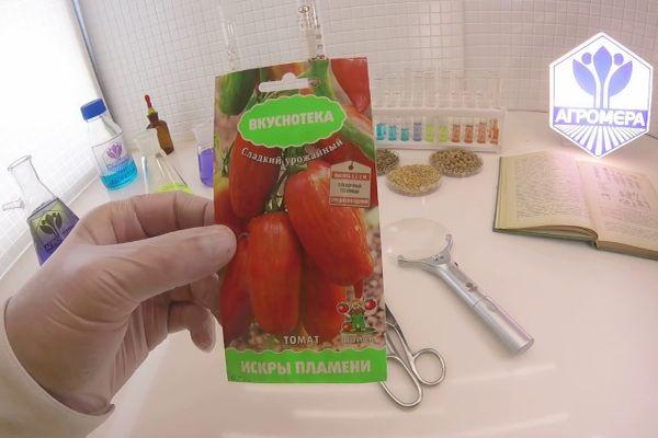 เมล็ดมะเขือเทศ