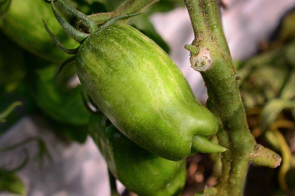 มะเขือเทศสีเขียว