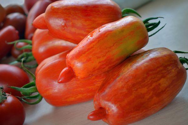 มะเขือเทศพันธุ์แปลก