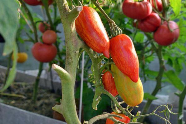 พุ่มไม้ที่มีมะเขือเทศ