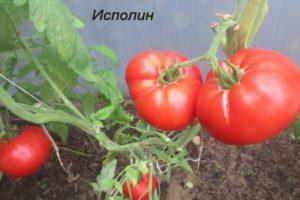 Description de la variété de tomate Ispolin (noire et framboise), caractéristiques des fruits