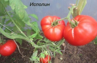 มะเขือเทศยักษ์