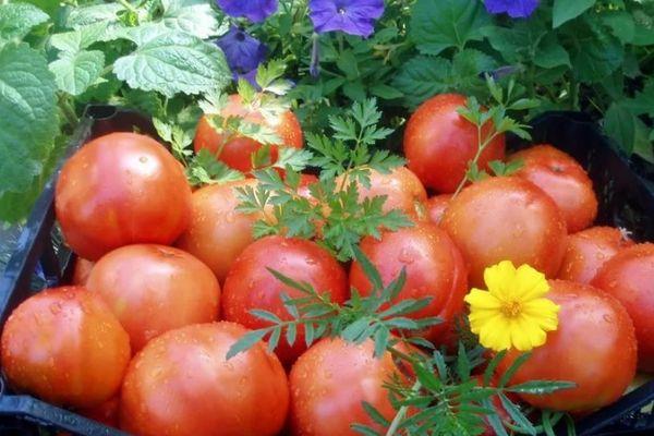 การเก็บเกี่ยวมะเขือเทศ