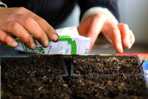 การหว่านเมล็ดพันธุ์