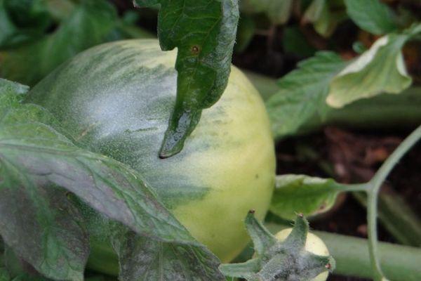 มะเขือเทศสีเขียว