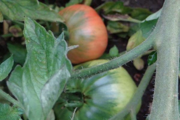 มะเขือเทศรูปลูกแพร์