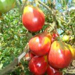 Tomates en forme de poire