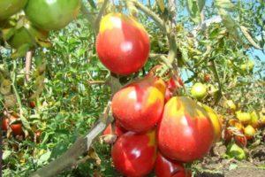 คำอธิบายมะเขือเทศพันธุ์อีวาน คูปาลาที่ให้ผลผลิตสูง การปลูกและการดูแลรักษา