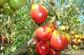 มะเขือเทศรูปลูกแพร์