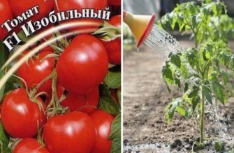 เมล็ดมะเขือเทศ