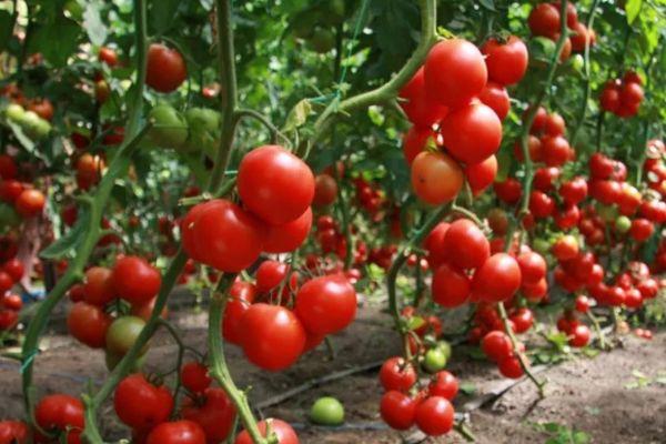 มะเขือเทศอิโซบิลนี่