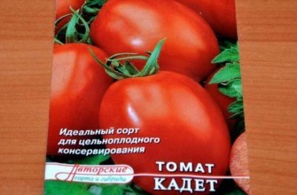 มะเขือเทศนักเรียนนายร้อย