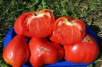 เนื้อมะเขือเทศ