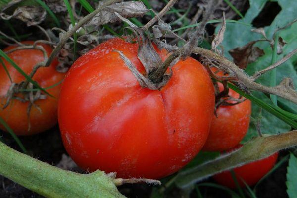 Tomates Canopus