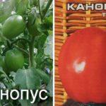 มะเขือเทศคาโนปัส