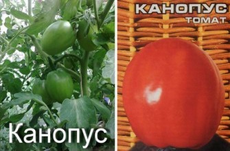 มะเขือเทศคาโนปัส