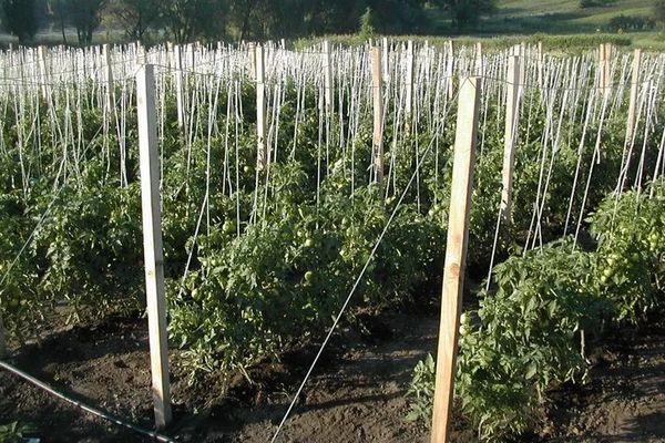 การ์เตอร์ถึงโครงตาข่าย