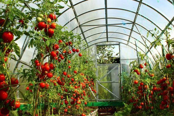 โรงเรือนฟิล์ม