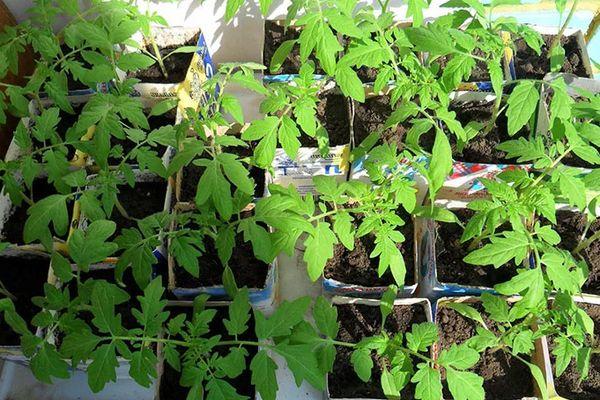 การหว่านเมล็ดพันธุ์