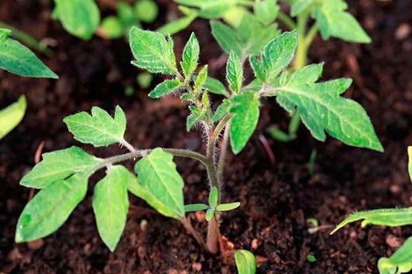 ต้นกล้ามะเขือเทศ