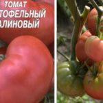 มะเขือเทศขนาดใหญ่