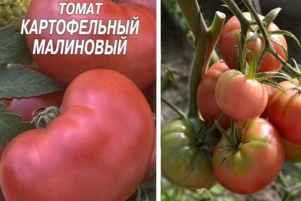 มะเขือเทศขนาดใหญ่