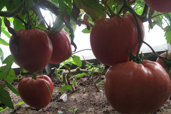 Cultiver des tomates