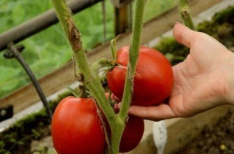 มะเขือเทศเคียฟยันก้า